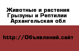 Животные и растения Грызуны и Рептилии. Архангельская обл.